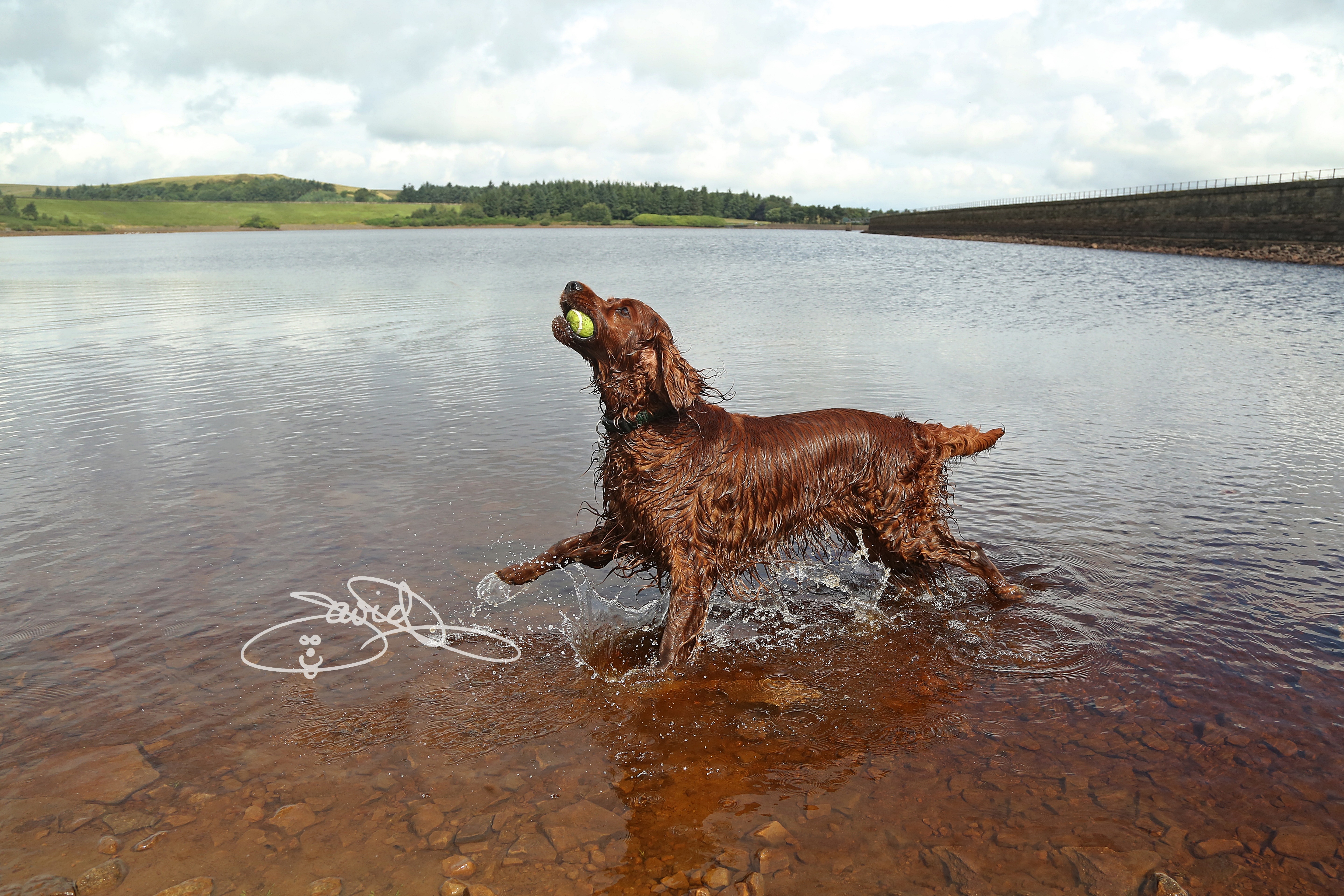 Dog Photography – Irish Red Setters – DJP Photography